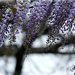 Wisteria in the Breeze by gq