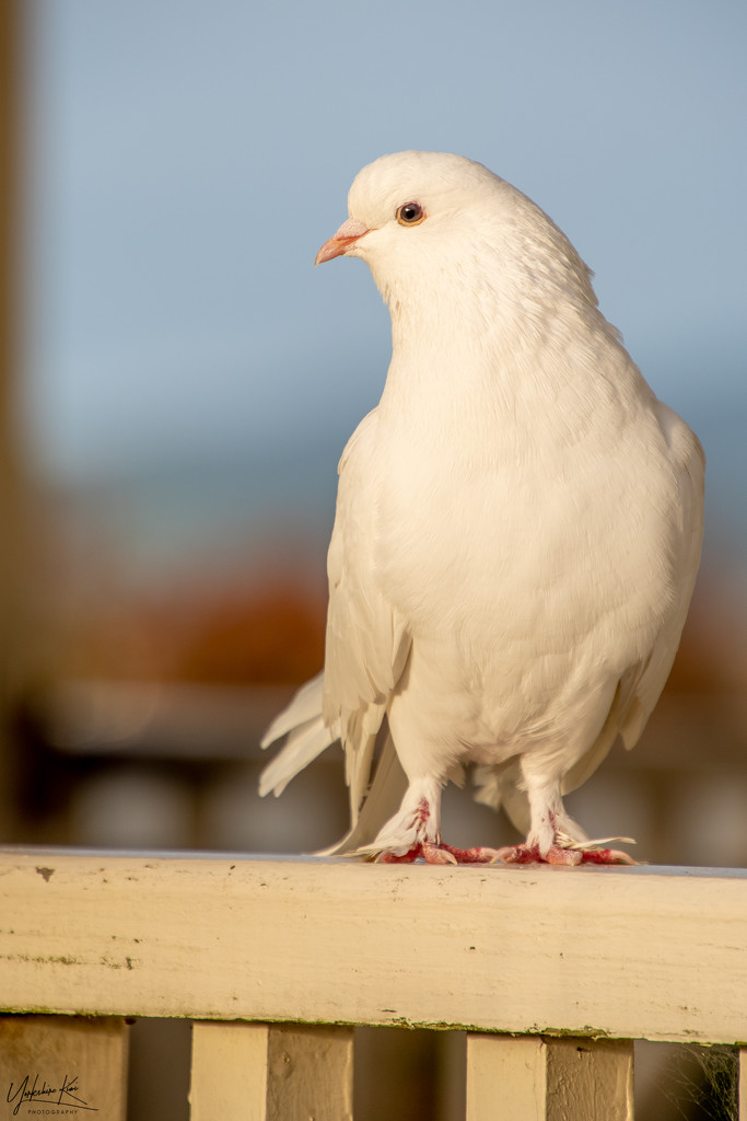 The Dove by yorkshirekiwi