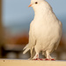 The Dove by yorkshirekiwi