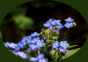18th May 2019 - Forget-Me-Nots