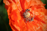 17th May 2019 - first poppy