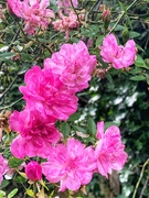 18th May 2019 - Rambler Rose