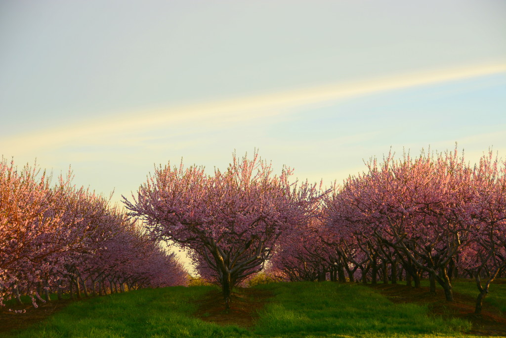 Peach orchard in blossom by jayberg