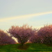 Peach orchard in blossom by jayberg