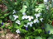 18th May 2019 - White Trillium is Ontario's National Flower