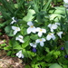 White Trillium is Ontario's National Flower by bruni
