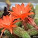 Cactus flowers by rosiekind
