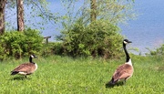 18th May 2019 - Geese by the lake