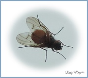 18th May 2019 - Just a Fly Flasher
