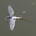 Mayfly by orchid99