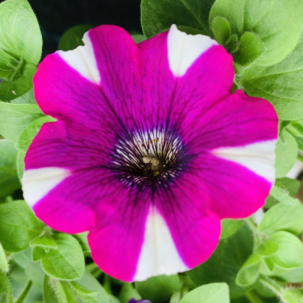 Half and half another petunia by pamknowler
