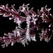 Lilac  by carole_sandford