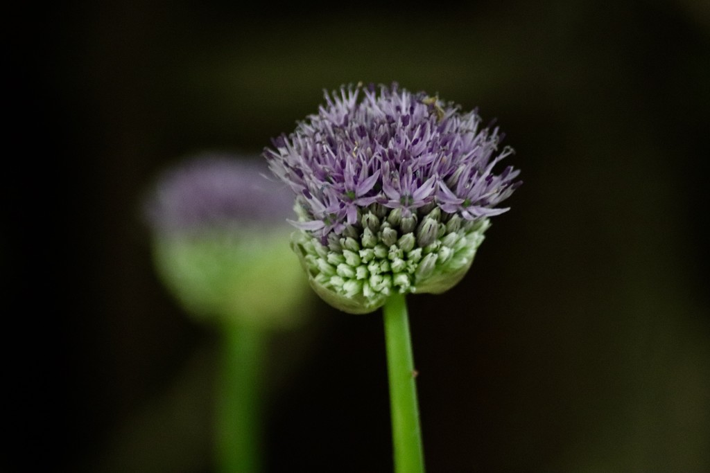 Allium Near & Far by carole_sandford