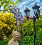 18th May 2019 - Wisteria