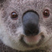 Krissy by koalagardens