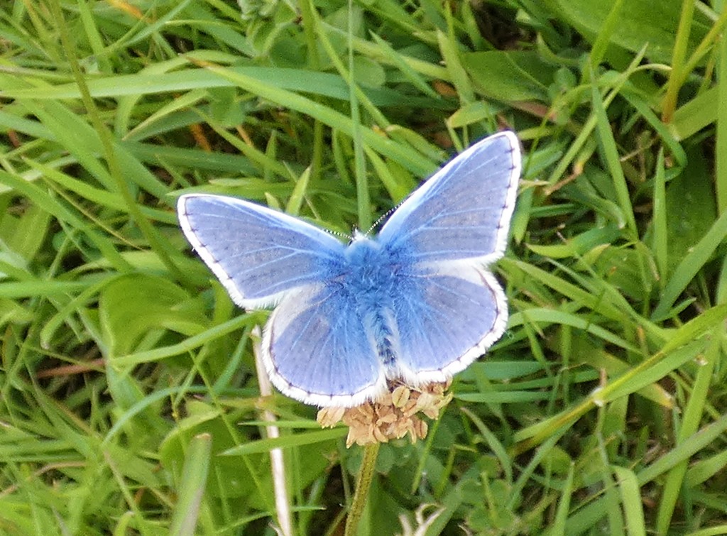 Common Blue male by julienne1
