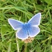 Common Blue male by julienne1