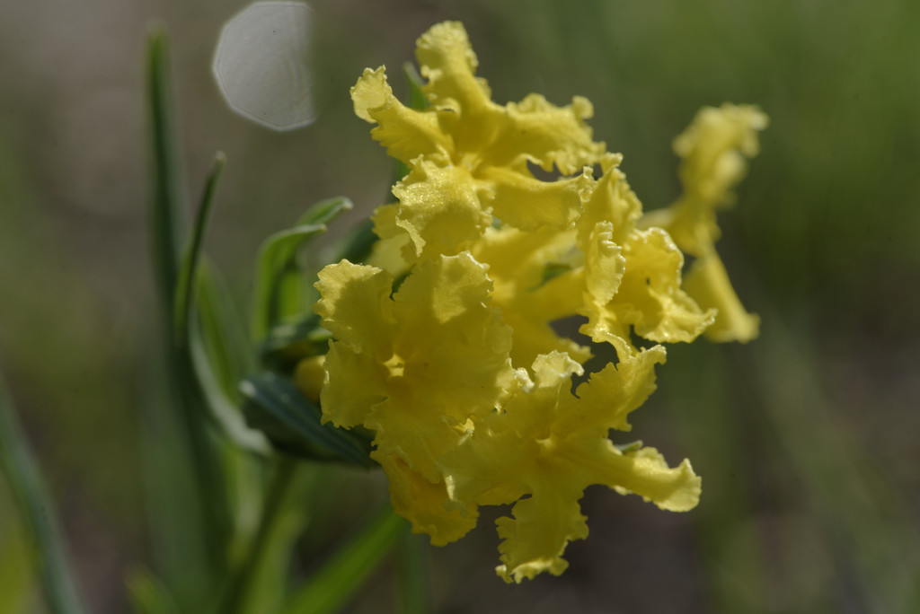 Fringed puccoon by rminer