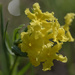 Fringed puccoon by rminer