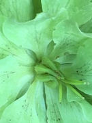 14th May 2019 - Hellebore Flower 