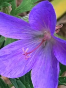 17th May 2019 - Geranium Flower 