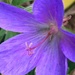 Geranium Flower  by cataylor41