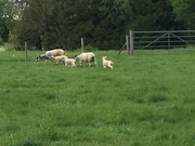 18th May 2019 - Mum and Baby Lambs