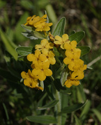 18th May 2019 - Hoary Puccoon