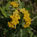 Hoary Puccoon by rminer