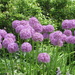 Purple Flowers by julie