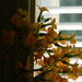 Orange Kalanchoe Flowers  by sfeldphotos