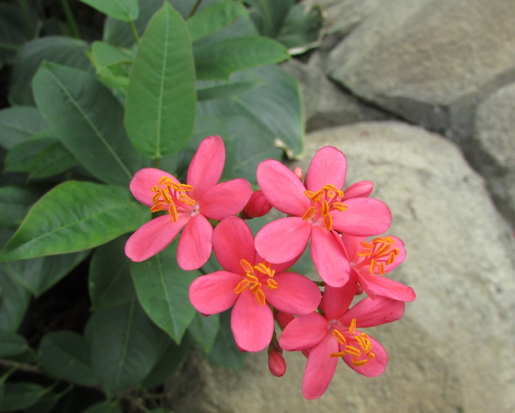 pink flower by julie