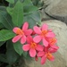 pink flower by julie