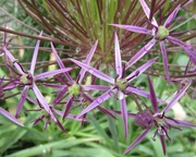 15th May 2019 - Spiky Purple
