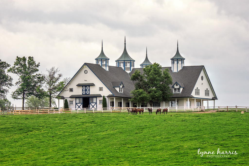 Kentucky Horse Barn by lynne5477