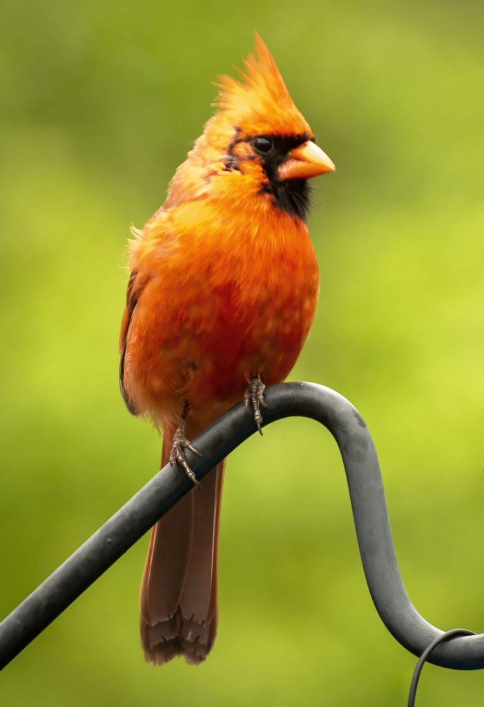 Cardinal by jeffjones