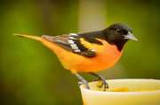 16th May 2019 - Oriole returns