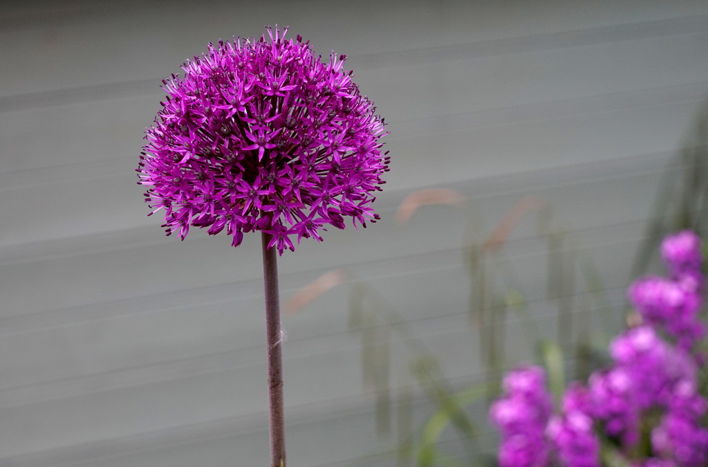 Alium through a vintage lens ( Helios 44M-4) by phil_howcroft