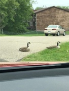 18th May 2019 - 0518geese