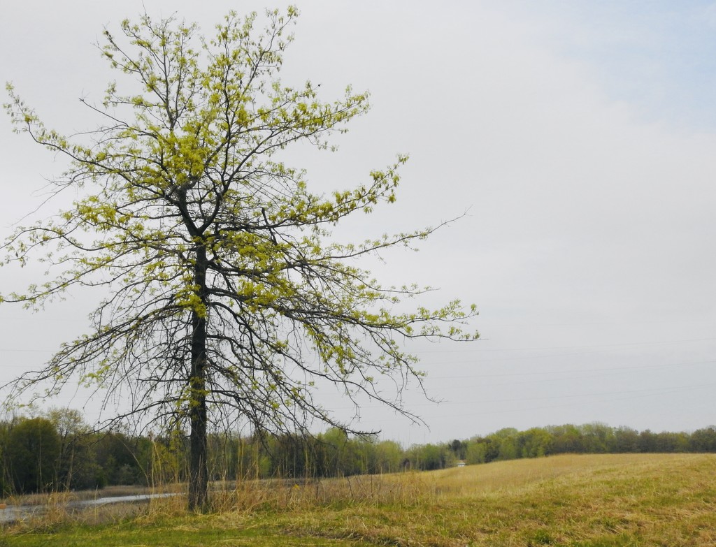 Tree at the nature center by amyk