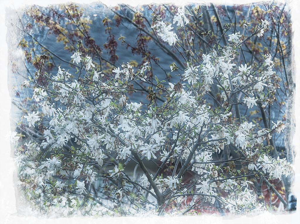 Star Magnolia by gardencat