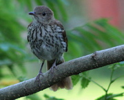 18th May 2019 - Brown Thrasher Fledgling