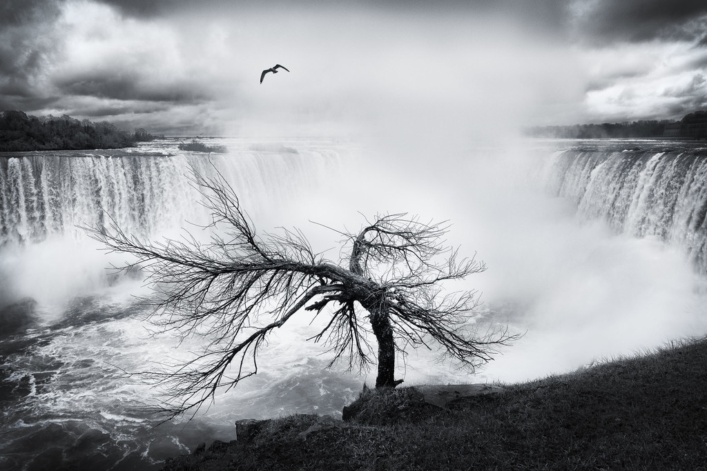That Niagara Tree by helenw2
