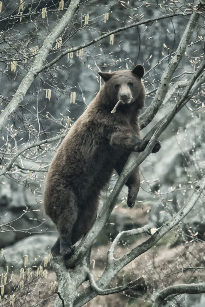 Bear Balancing Act by helenw2