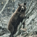 Bear Balancing Act by helenw2