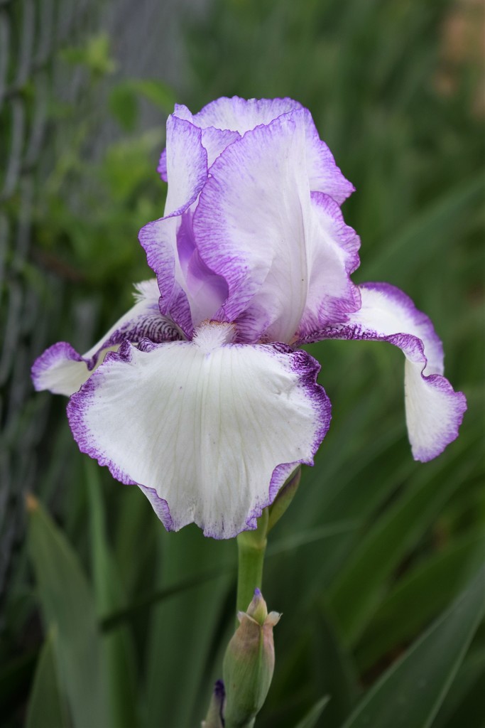 Purple edged white iris by sandlily