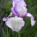 Purple edged white iris by sandlily