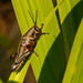 Young Eastern Lubber Grasshopper! by rickster549