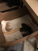 18th May 2019 - Kittens