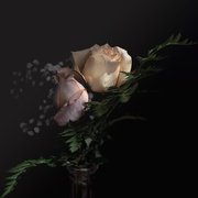10th May 2019 - Roses